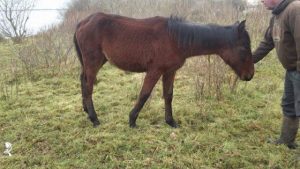 Neglected Horse with Cuts