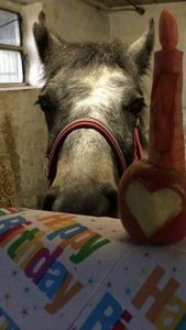 Horse's Birthday Carrot
