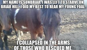 Neglected Horse