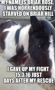 Neglected Horse