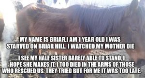 Neglected Horse