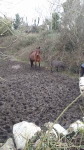 Horses standing in Muck
