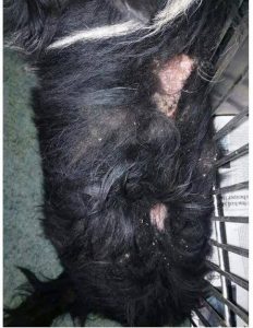 Dog with Skin Problems