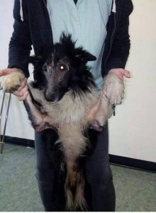Collie with Skin Problems