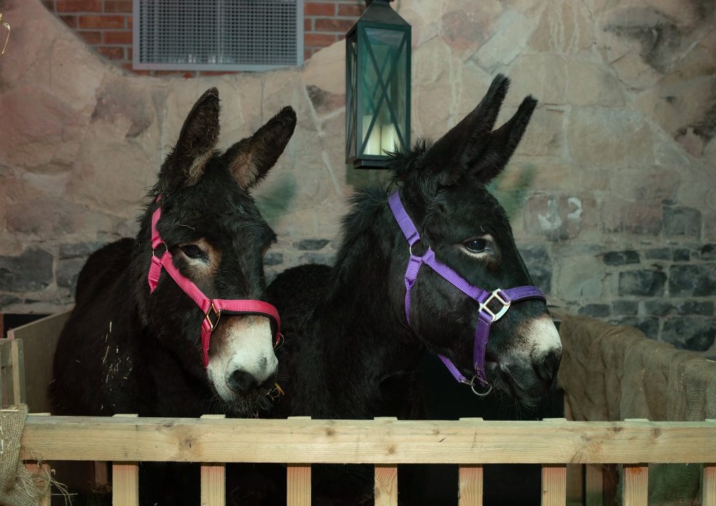 Christmas donkeys